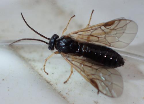 Réf. 181 797 : Pristiphora appendiculata